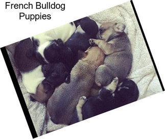 French Bulldog Puppies