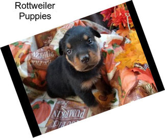 Rottweiler Puppies