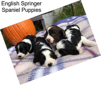 English Springer Spaniel Puppies