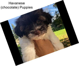 Havanese (chocolate) Puppies