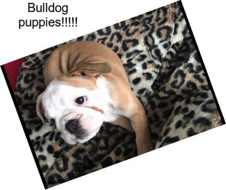 Bulldog puppies!!!!!