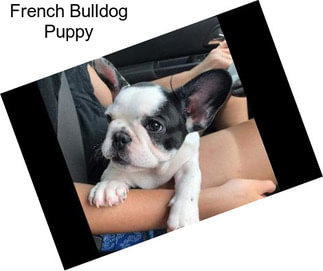 French Bulldog Puppy