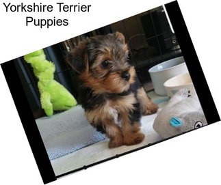 Yorkshire Terrier Puppies