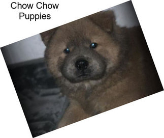 Chow Chow Puppies