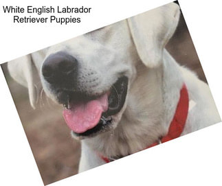 White English Labrador Retriever Puppies