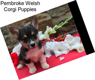 Pembroke Welsh Corgi Puppies