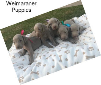 Weimaraner Puppies