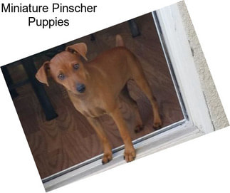 Miniature Pinscher Puppies