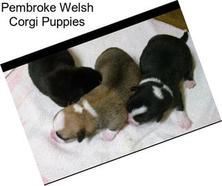 Pembroke Welsh Corgi Puppies