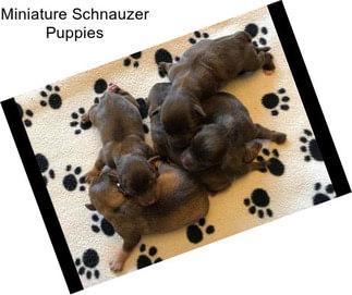 Miniature Schnauzer Puppies