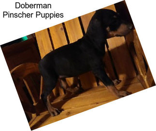 Doberman Pinscher Puppies