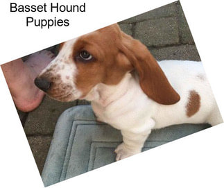 Basset Hound Puppies