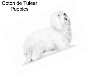 Coton de Tulear Puppies