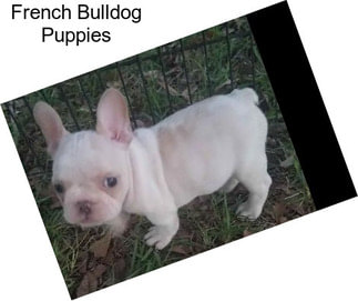 French Bulldog Puppies