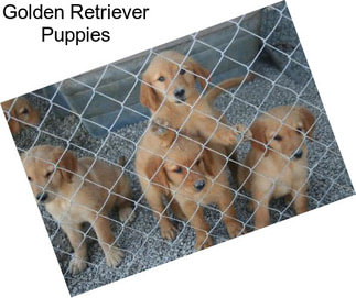 Golden Retriever Puppies