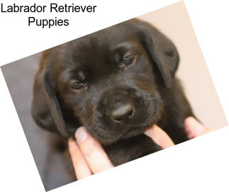 Labrador Retriever Puppies