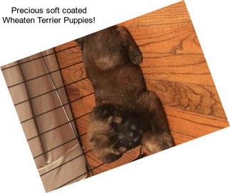 Precious soft coated Wheaten Terrier Puppies!