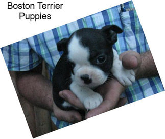 Boston Terrier Puppies