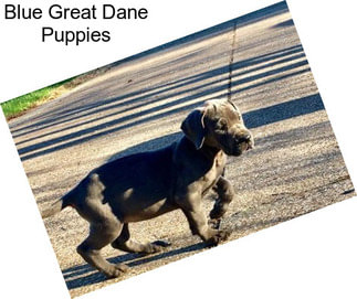 Blue Great Dane Puppies