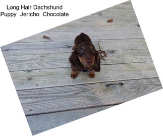 Long Hair Dachshund Puppy  Jericho  Chocolate