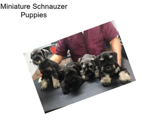 Miniature Schnauzer Puppies