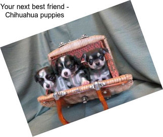 Your next best friend - Chihuahua puppies