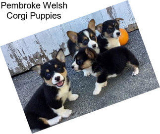 Pembroke Welsh Corgi Puppies