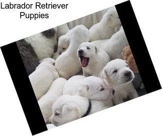 Labrador Retriever Puppies