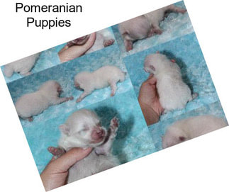 Pomeranian Puppies