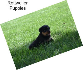 Rottweiler Puppies