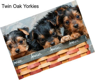 Twin Oak Yorkies
