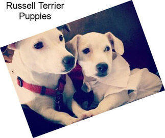 Russell Terrier Puppies