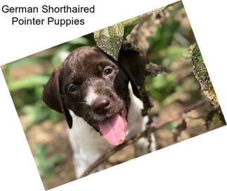 German Shorthaired Pointer Puppies