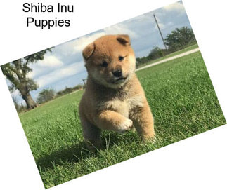 Shiba Inu Puppies