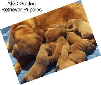 AKC Golden Retriever Puppies