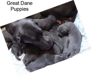 Great Dane Puppies