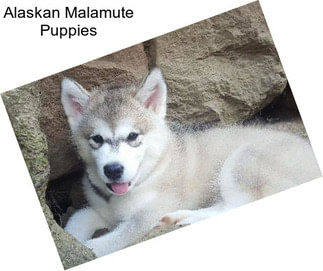 Alaskan Malamute Puppies