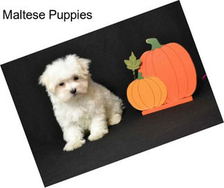 Maltese Puppies