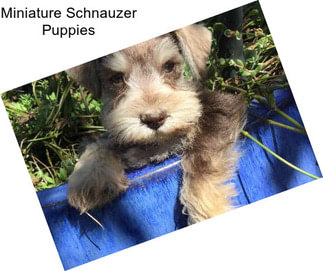 Miniature Schnauzer Puppies