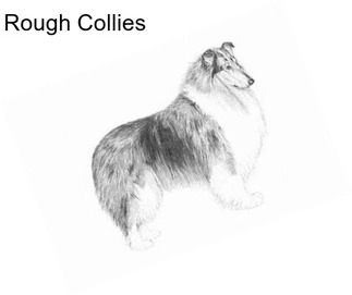 Rough Collies