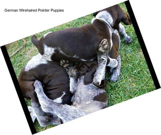 German Wirehaired Pointer Puppies