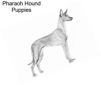 Pharaoh Hound Puppies