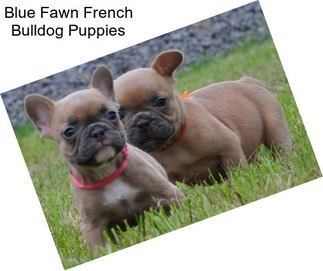 Blue Fawn French Bulldog Puppies
