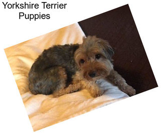 Yorkshire Terrier Puppies