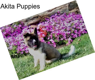 Akita Puppies