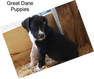 Great Dane Puppies