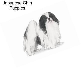 Japanese Chin Puppies