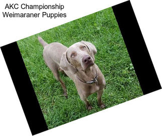 AKC Championship Weimaraner Puppies