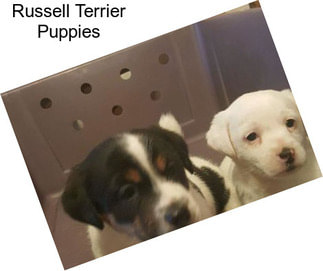 Russell Terrier Puppies