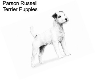 Parson Russell Terrier Puppies